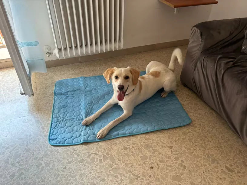 Überhitzt dein Hund heimlich?